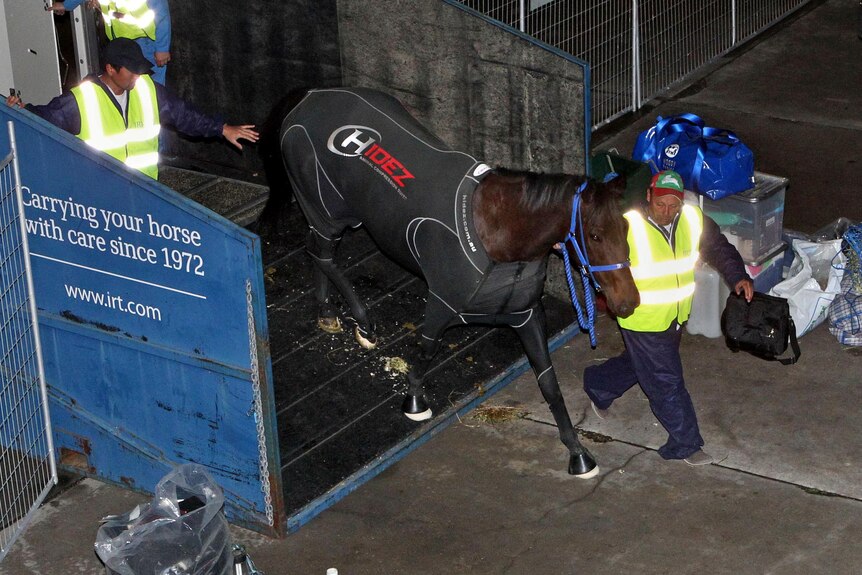 Black Caviar is in better shape than she was after finishing the Golden Jubilee Stakes.