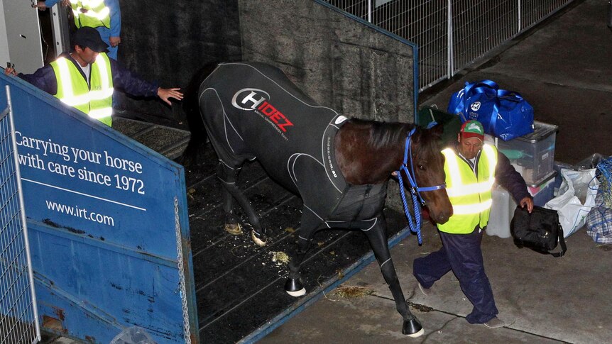 Black Caviar is in better shape than she was after finishing the Golden Jubilee Stakes.