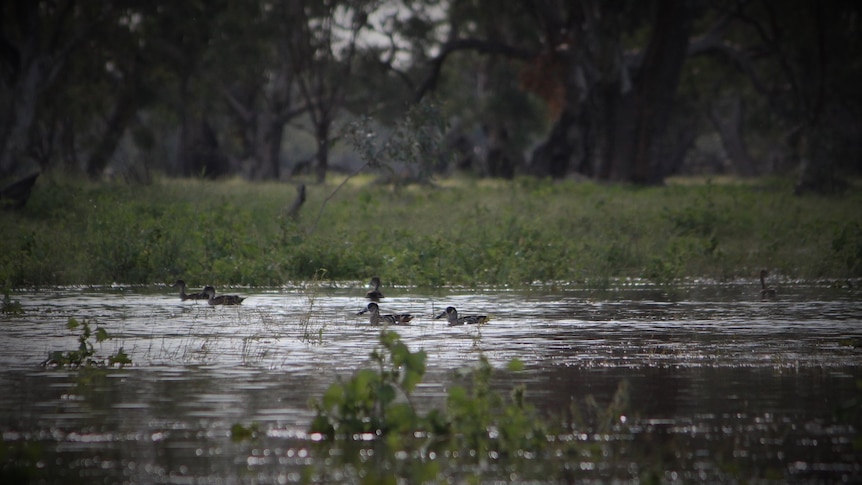 A flooded marsh with a couple of ducks on the surface.