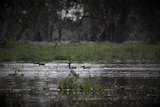 A flooded marsh with a couple of ducks on the surface.