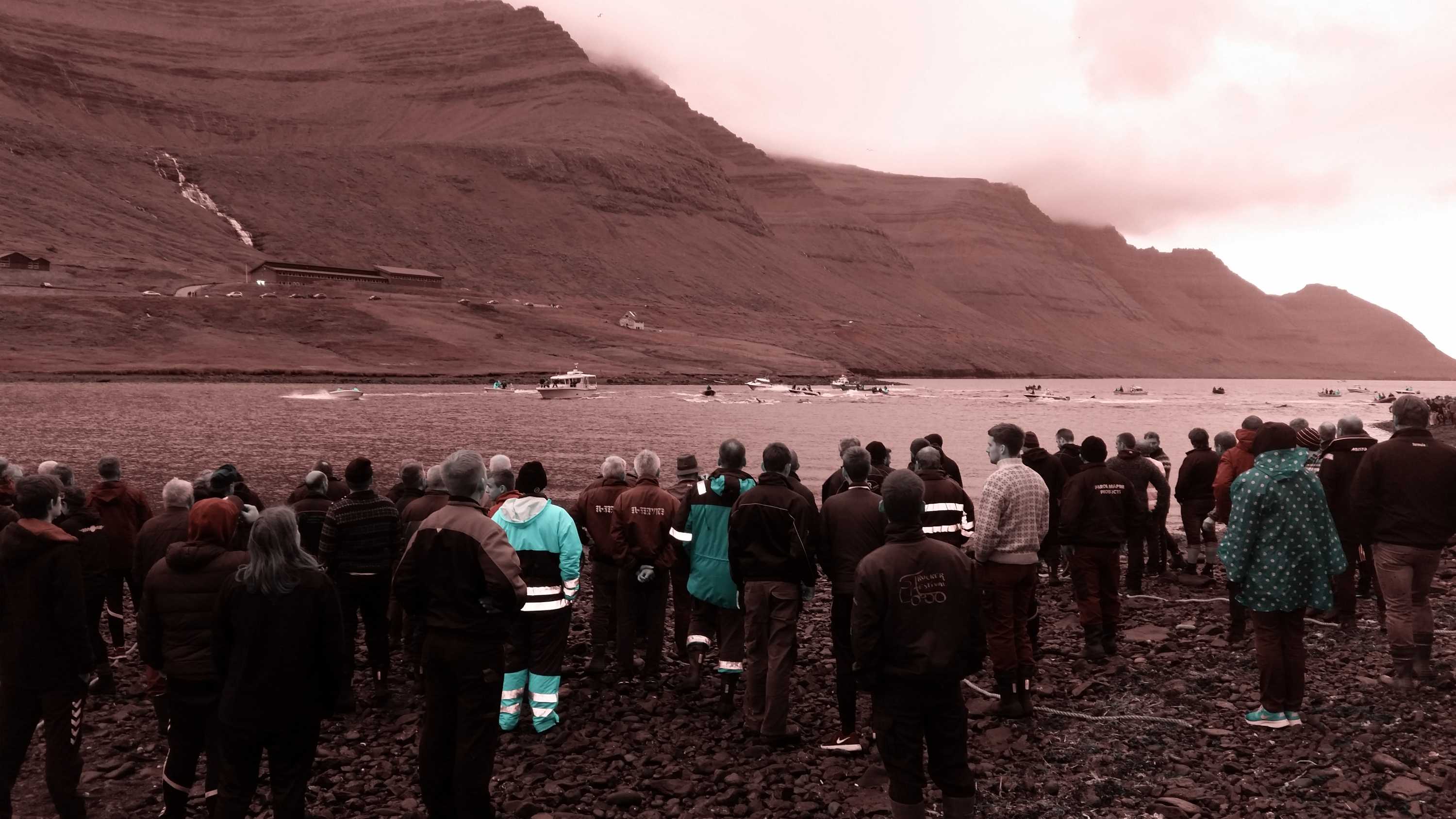 The Grind Faroe Islands divided over whaling tradition ABC News