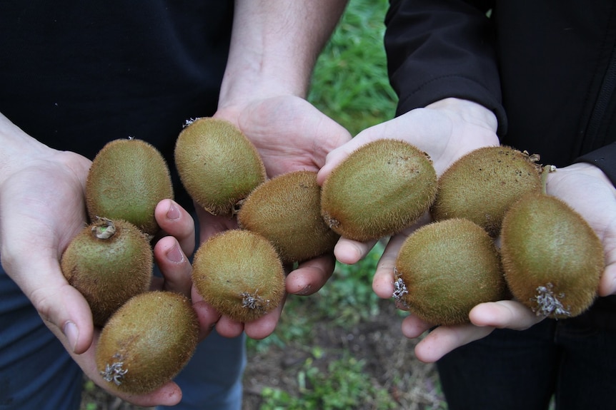 Jamie and Suzie with kiwi fruit from a recent harvest
