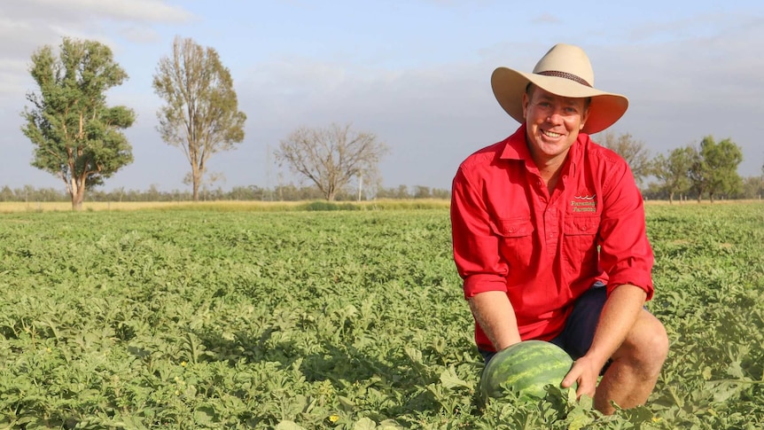 Farmer Terry O'Leary kneels in a watermelon paddock holding a melon.