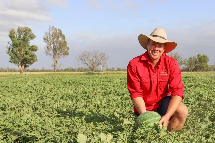 Farmer Terry O'Leary kneels in a watermelon paddock holding a melon.