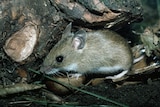 A house mouse sheltering under a log.
