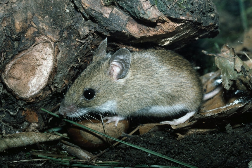 A house mouse sheltering under a log.