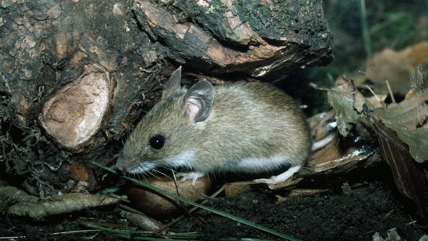 A house mouse sheltering under a log.