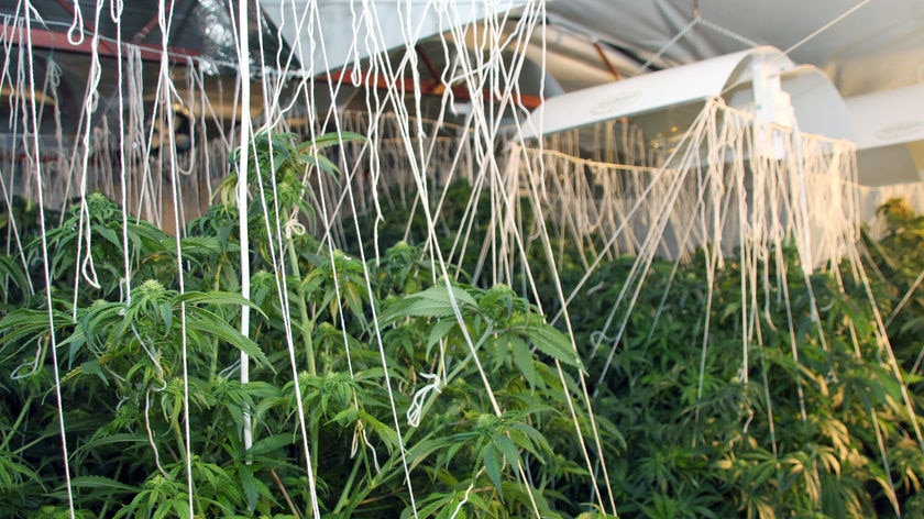 An indoor hydroponic cannabis growing set up found by police in Page, ACT.