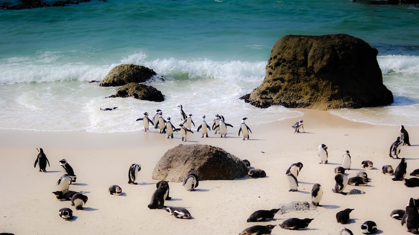 Large group of Penguins walking around the beach near the water 