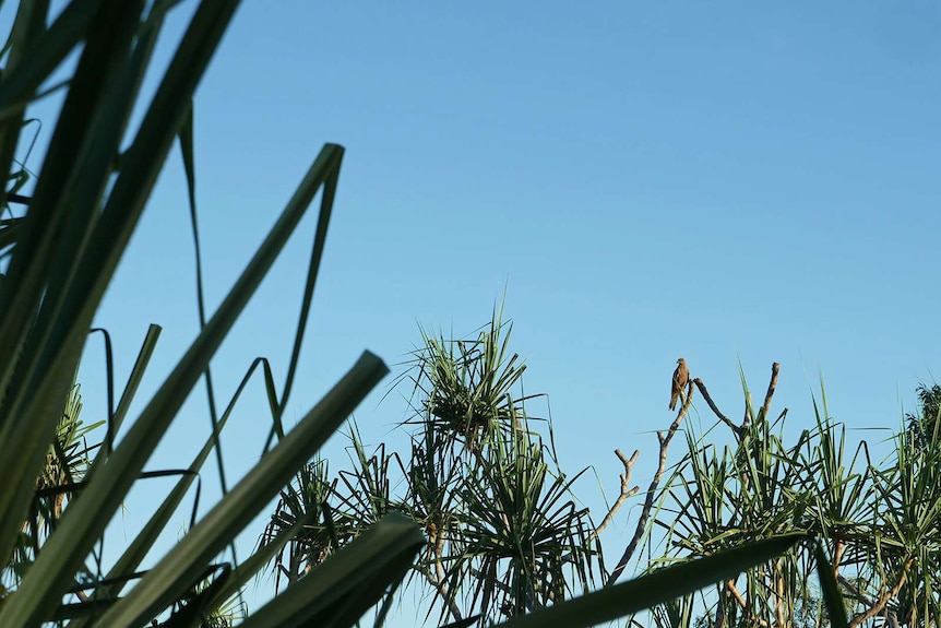 A bird of prey sitting on a branch near some pandanus trees.