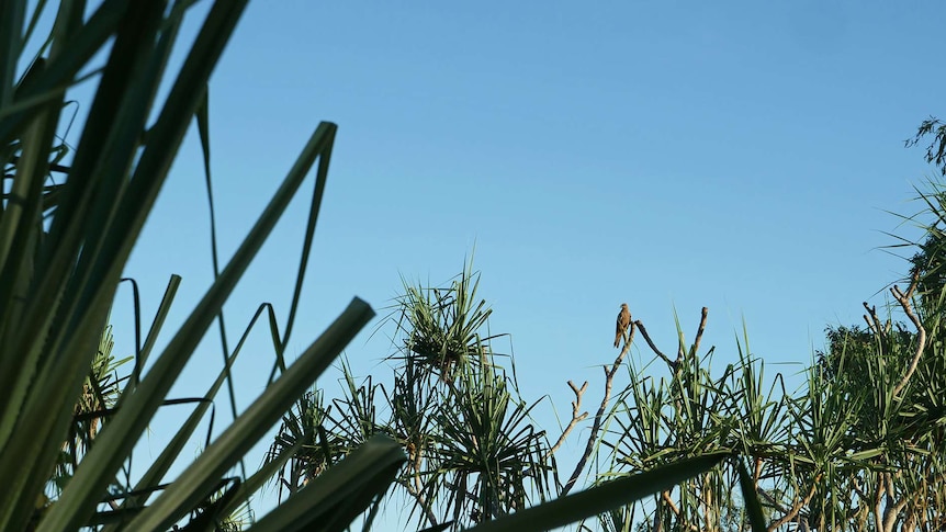 A bird of prey sitting on a branch near some pandanus trees.