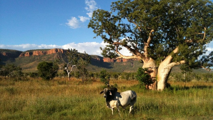 Brahman bull in the Kimberley