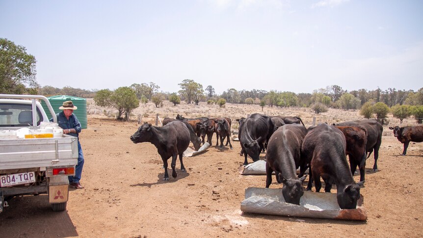 Mick Cosgrove looks on as his cows eat on his property near Bell on Queensland's Western Downs in December 2019.