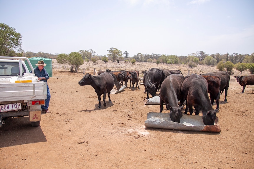 Mick Cosgrove looks on as his cows eat on his property near Bell on Queensland's Western Downs in December 2019.