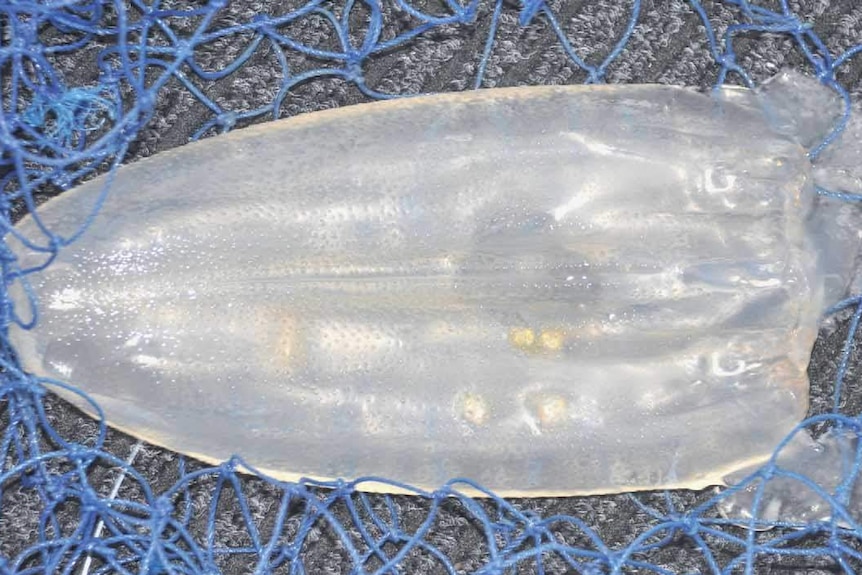 Caught in a blue net is a new type of Irukandji jellyfish, Keesingia gigas