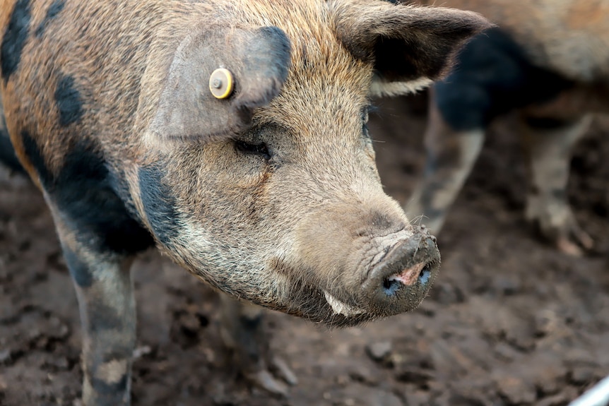 A light coloured pig stands on muddied paddock