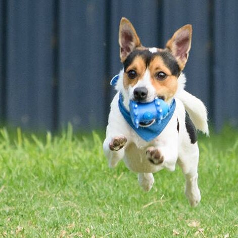 a small white and brown dog running with blue squeezy toy in it's mouth