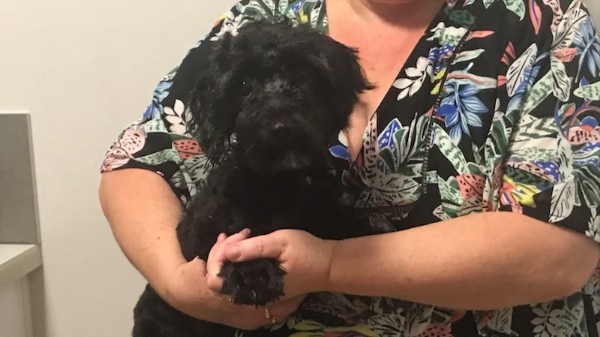 Toy Poodle Angus Missing In Queensland