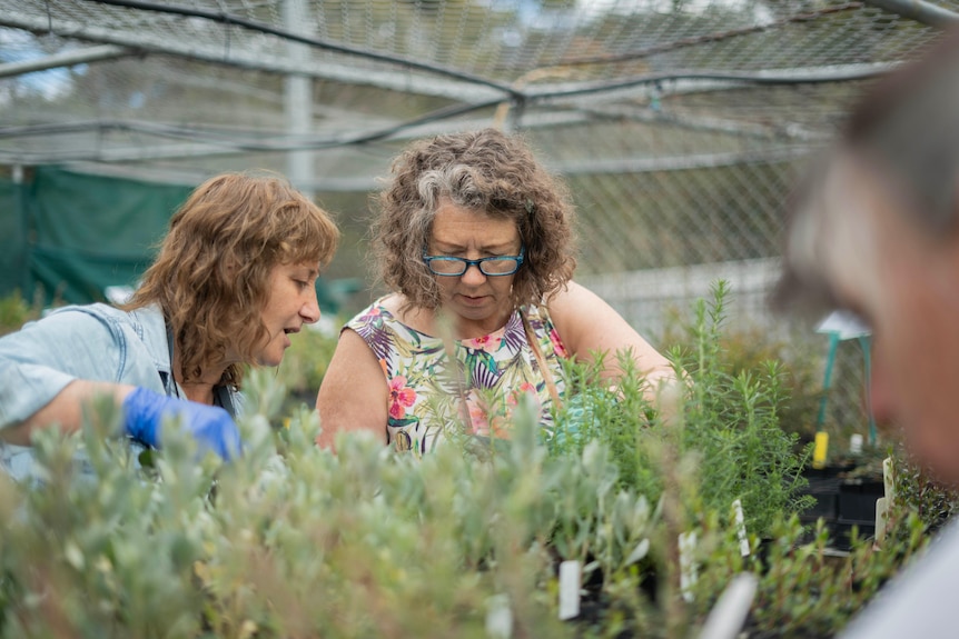 Two women weeding tubestock in a native plant nursery