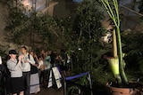 People line up to see the corpse flower.