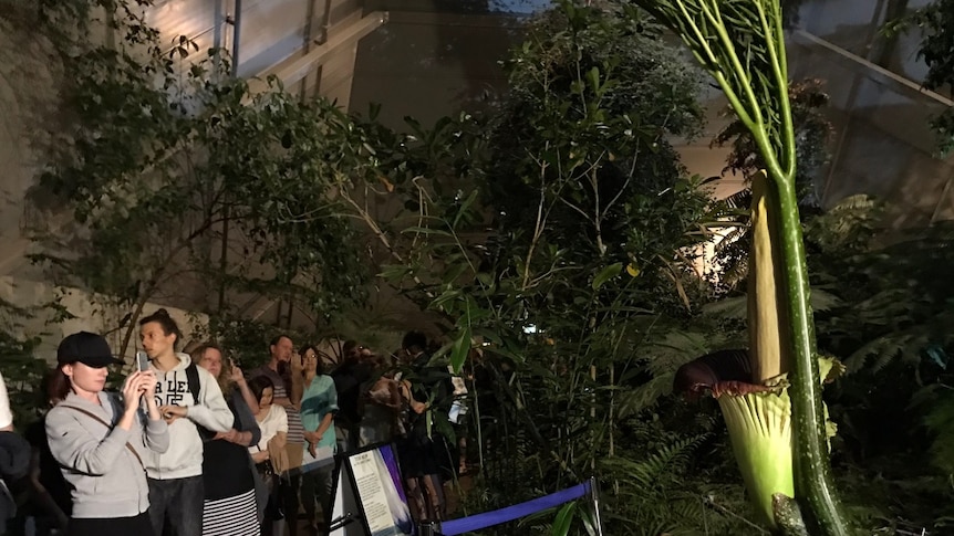 People line up to see the corpse flower.