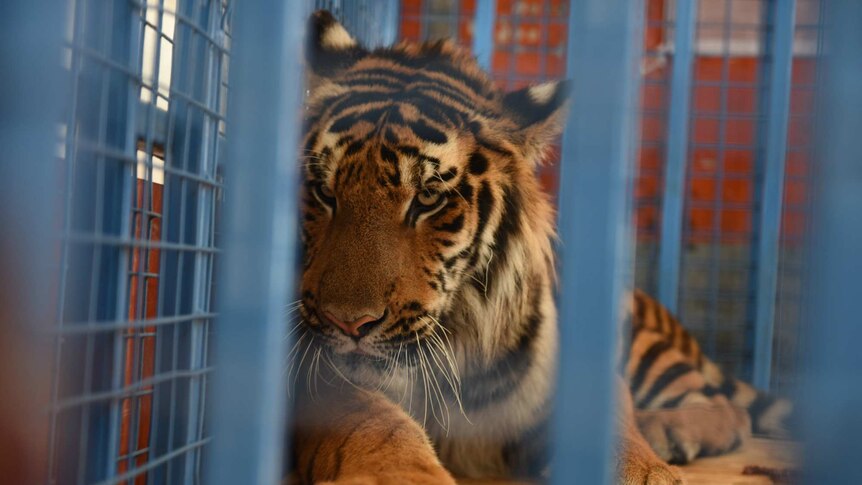 A tiger sits in a cage in the back of a rescue truck in Aleppo, Syria.