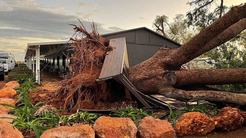 A tree that has fallen and crushed a wooden structure next to an outback roadhouse.