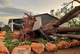 A tree that has fallen and crushed a wooden structure next to an outback roadhouse.