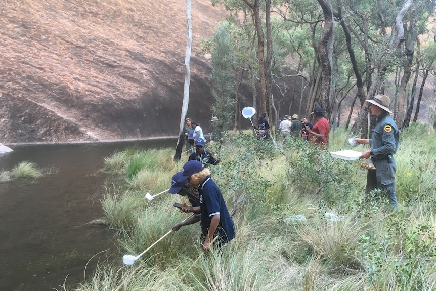 Nyangatjatjara College students helping on the fauna survey at the base of Uluru