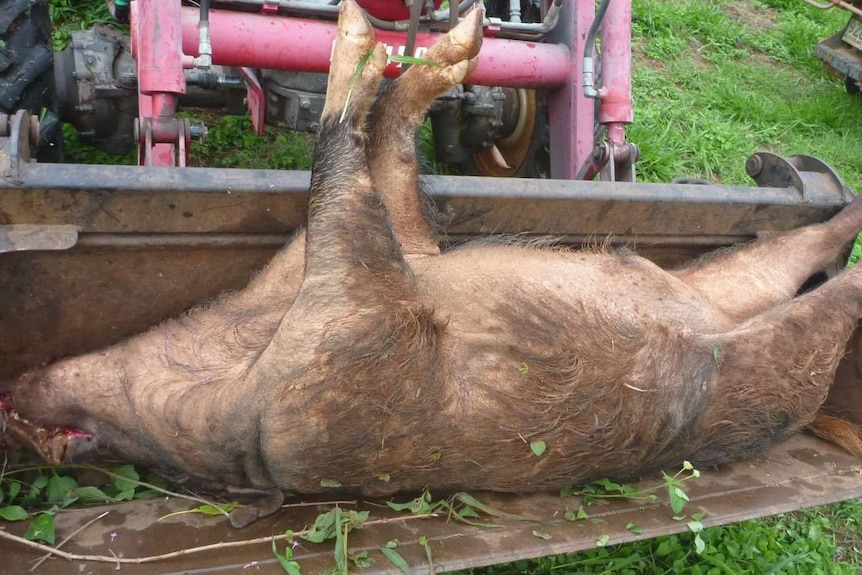 A very large dead pig lying upside down in a front loader bucket on a tractor.