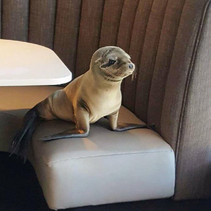 Sea lion pup waiting for her breakfast