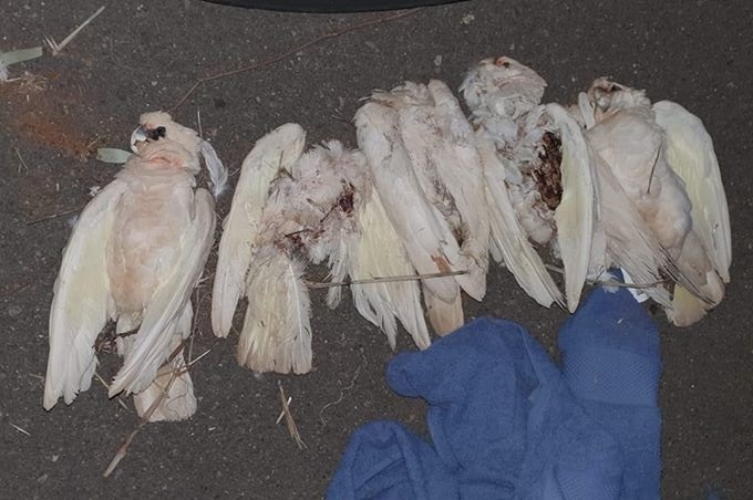 A row of corella carcasses