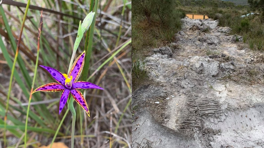 A split image showing a purple and yellow orchid on the left and bulldozed bush track on the right.