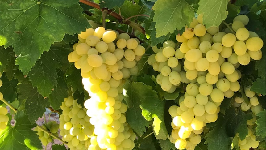Menindee grapes Graeme