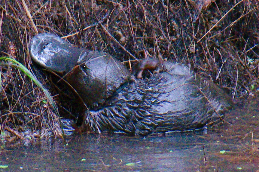 A platypus with a black cable-tie or plastic band around its neck attempts to climb up a creek bank.