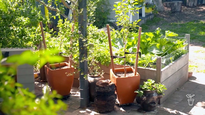 A backyard filled with raised timber vegie beds and plants growing in pots