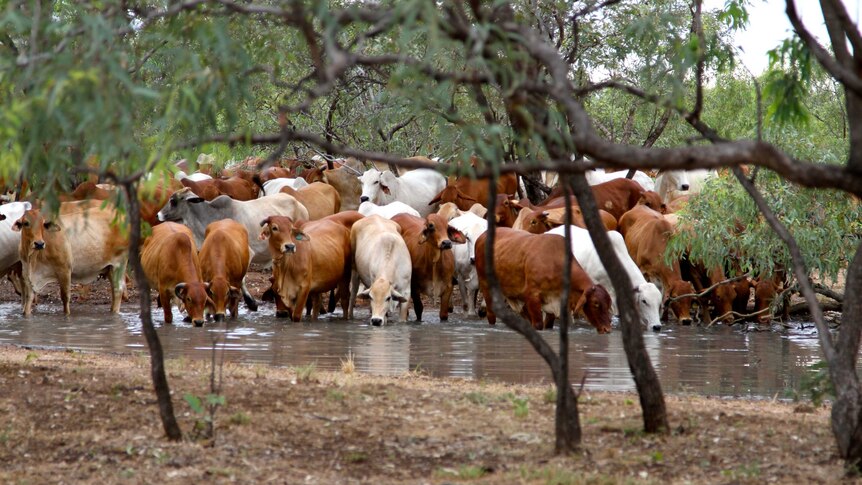 Cattle are guided to water at Liveringa station.