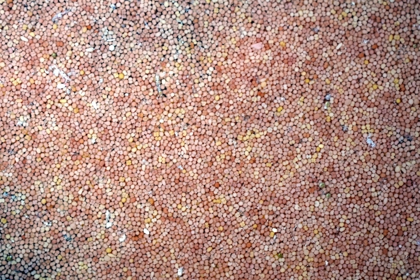 a microscope picture of small pink dots that are coral spawn