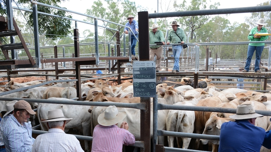 The action begins at Nebo cattle sales. Graziers stand around the pens.