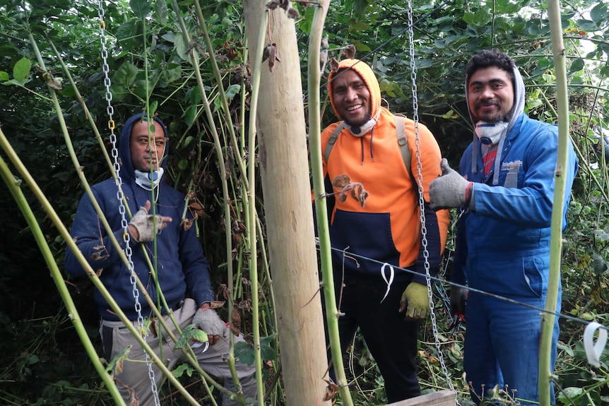 three workers stand underneath dense rows of blackberry branches.