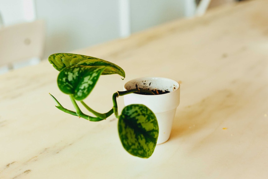 A small devils ivy plant grows from a white pot and sits on an office table, a shared responsibility.