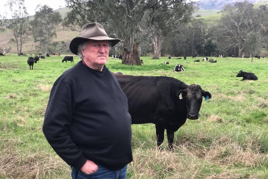 man with hat standing in front of cows in a green field