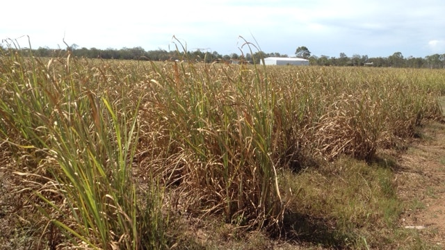 Stunted Maryborough sugar cane