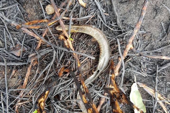 the body of a golden coloured skink lying on burnt ground