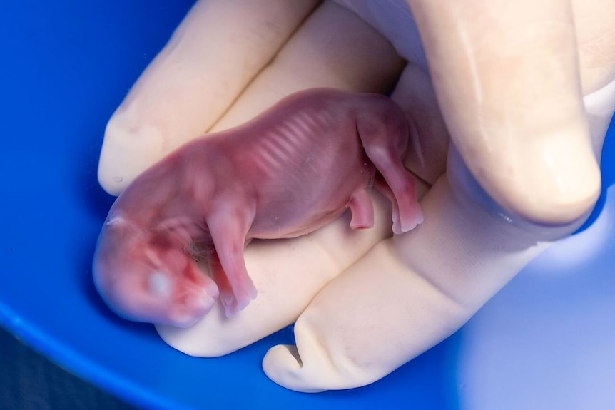 Zarodek cielęcia nosorożca w dłoni w rękawiczce.