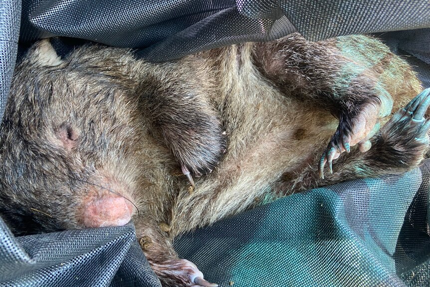 A wombat on its back in a blue blanket 