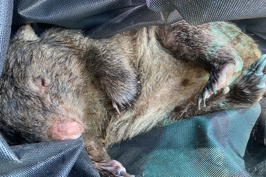Wombat on its back in a blue blanket 