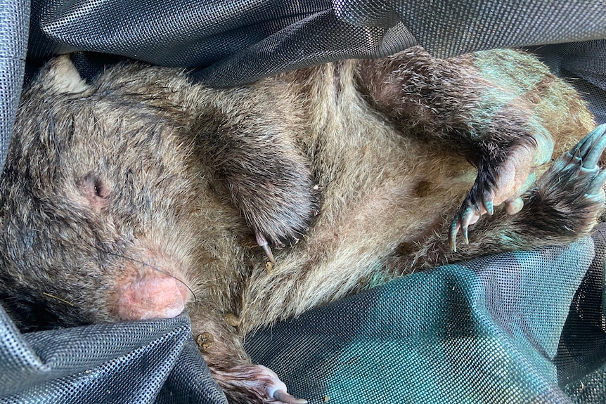 A wombat on its back in a blue blanket 