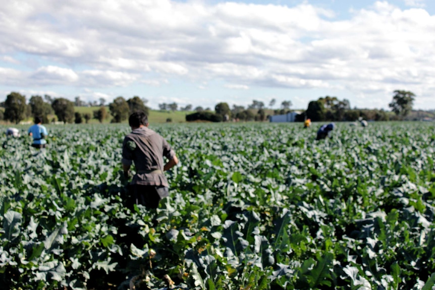A field of green plants and the back of a worker in the field harvesting the plant with their hands.
