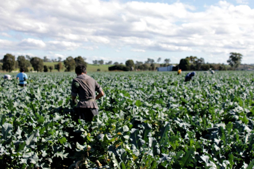 Vegetable workers in horticulture farm